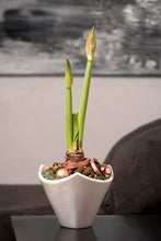Laden Sie das Bild in den Galerie-Viewer, Tiziano Pflanzgefäß Triolo