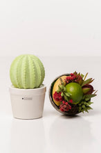 Laden Sie das Bild in den Galerie-Viewer, Tiziano Kaktus Carpus rund verde hellgrün