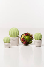 Laden Sie das Bild in den Galerie-Viewer, Tiziano Kaktus Carpus rund verde hellgrün