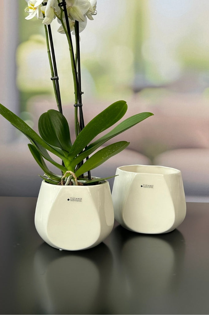 Tiziano Kübel Skara creme-weiß