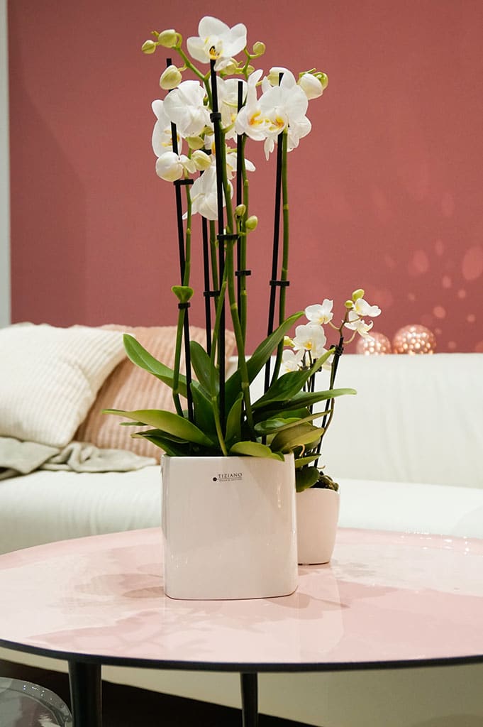 Tiziano Kübel Crosia creme weiss - Lillyano