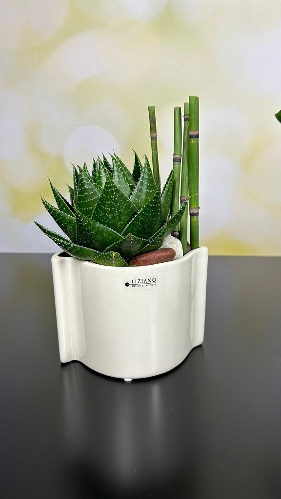 Tiziano Orchideen Blumentopf Locana - Lillyano