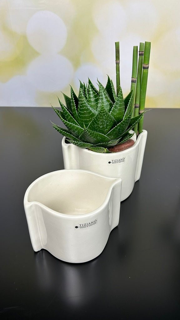 Tiziano Orchideen Blumentopf Locana - Lillyano