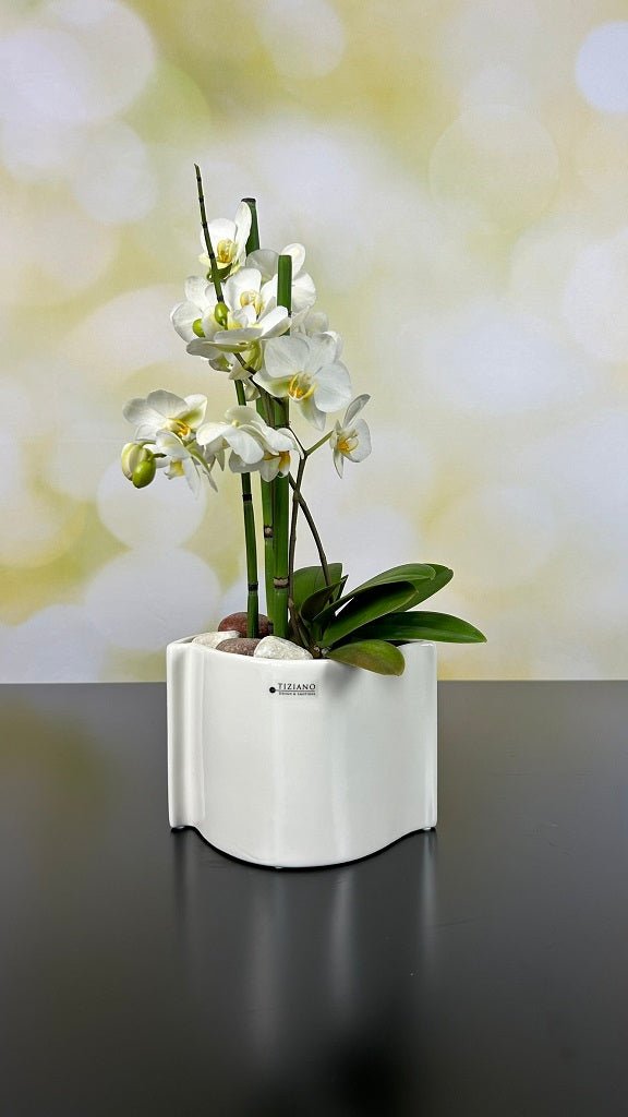 Tiziano Orchideen Blumentopf Locana - Lillyano