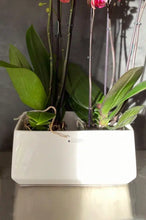 Laden Sie das Bild in den Galerie-Viewer, Jardiniere Perano 28cm weiß creme für Orchidee
