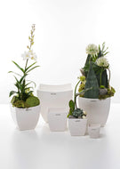 Tiziano Blumentopf Silano creme