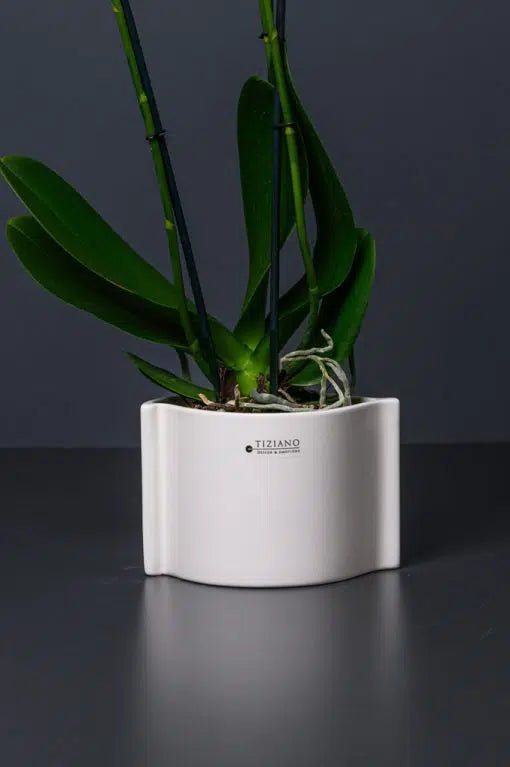 Tiziano Orchideen Blumentopf Locana - Lillyano