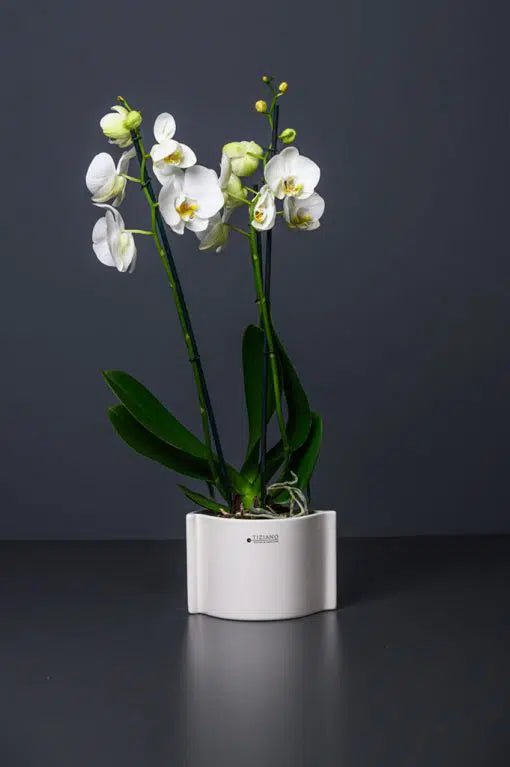 Tiziano Orchideen Blumentopf Locana - Lillyano
