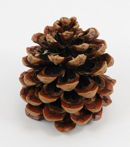 Zapfen Pinea gross natur - Lillyano