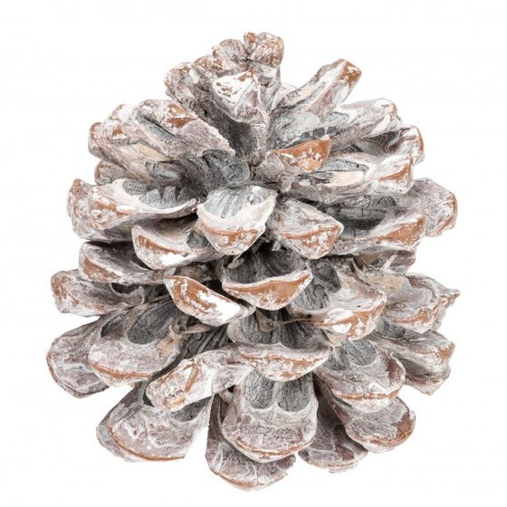 Zapfen Pinea gross weiss - Lillyano